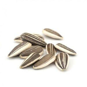 Squash Seeds